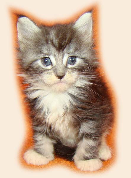     Catsvill County!   !    !       !!!    Catsvill County +7-926-544-74-09     .   ,   ,   ,    ,   ,  ,     ,   -,    ,   !